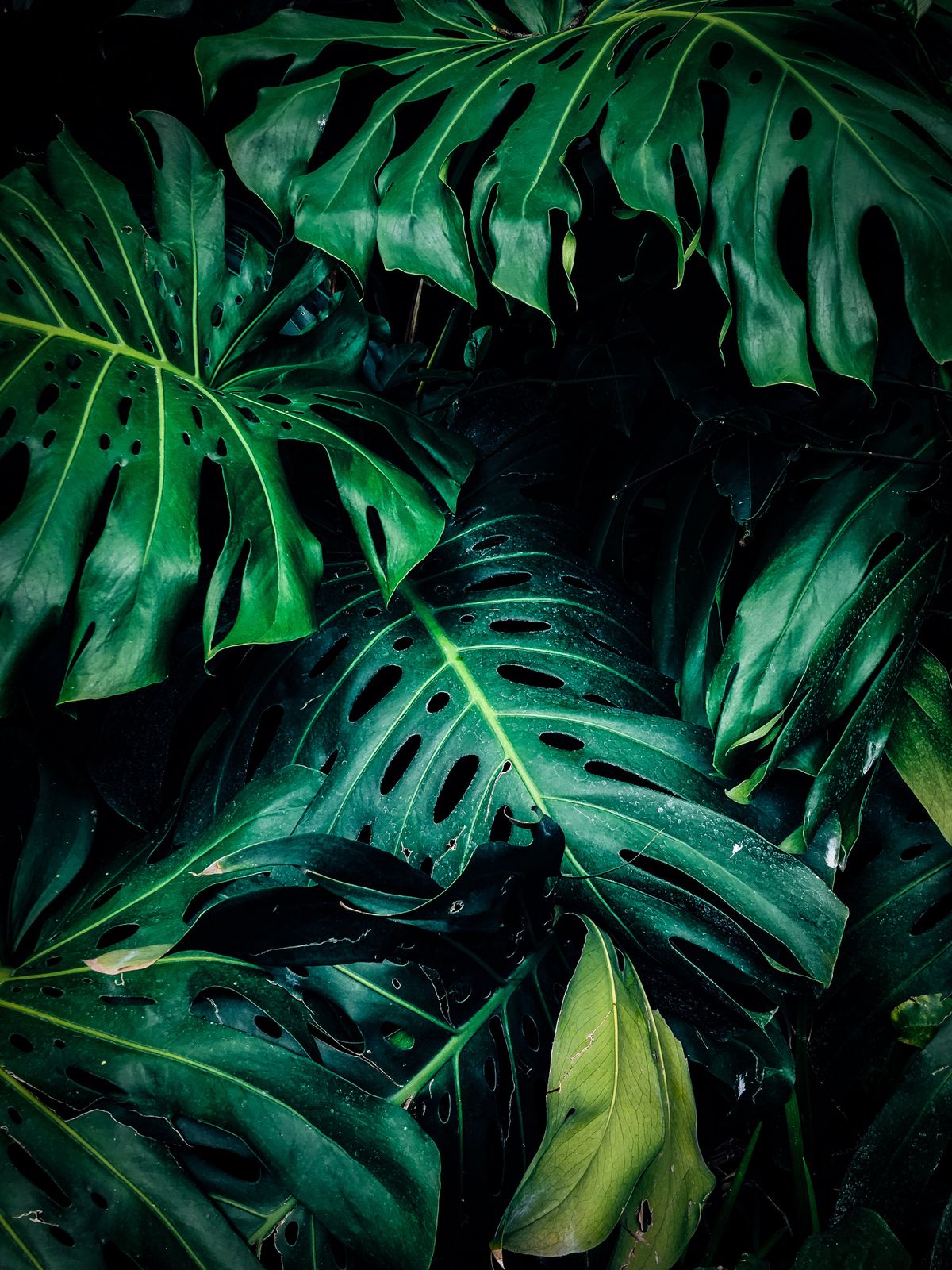 Cómo nació Botanic: mis plantas quieren conocer a gente nueva