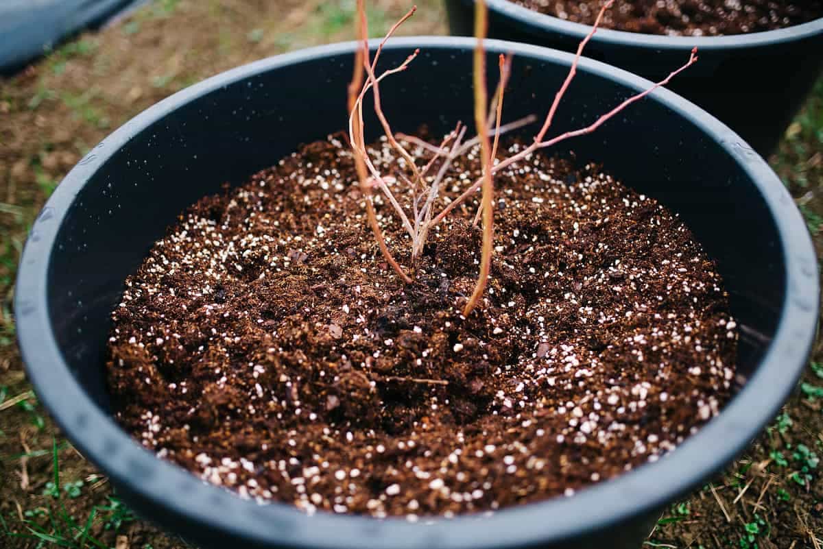 Plántula brotando en su maceta: la planta que sí está en crecimiento activo sí agradece el abono