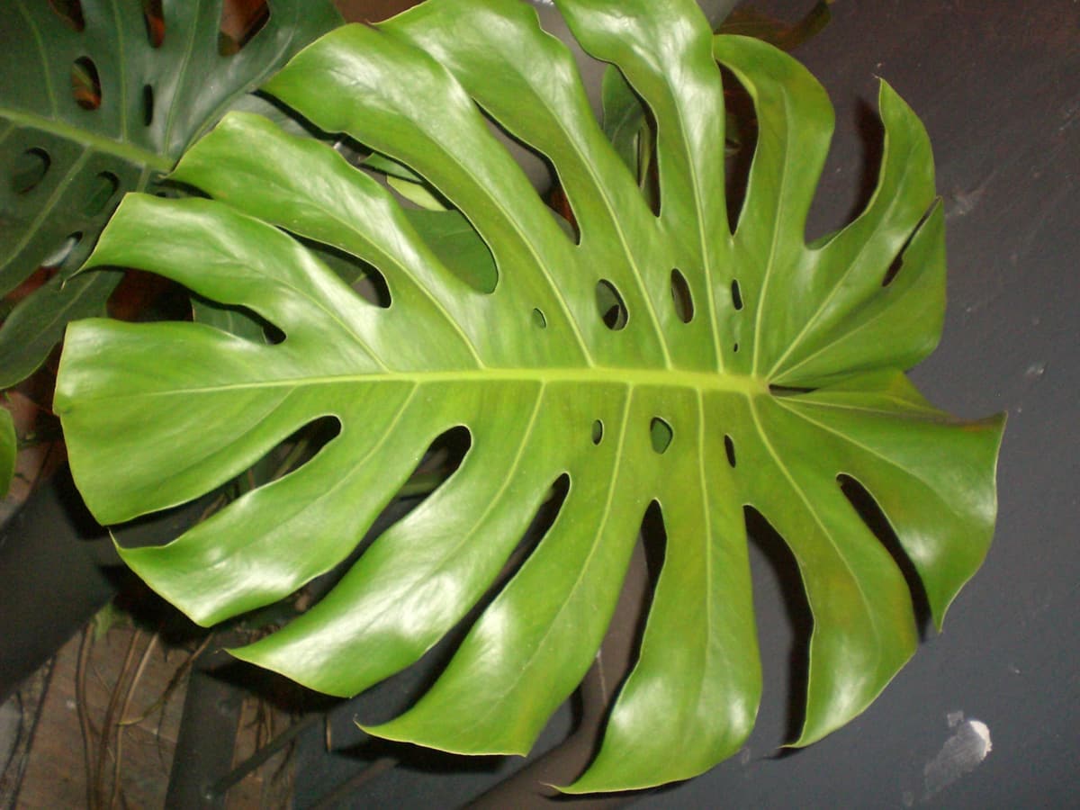 Hojas de monstera: las tropicales de hoja grande se riegan cuando los primeros centímetros de sustrato están secos