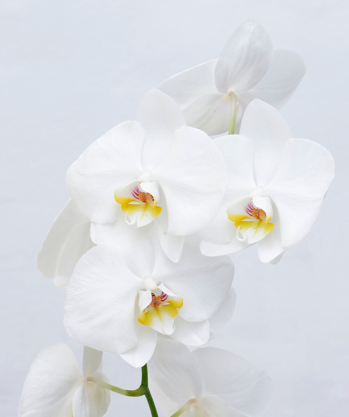 Orquídea phalaenopsis: riego por inmersión breve, sin dejar agua estancada