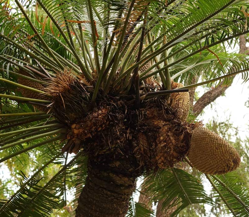 Cycas revoluta