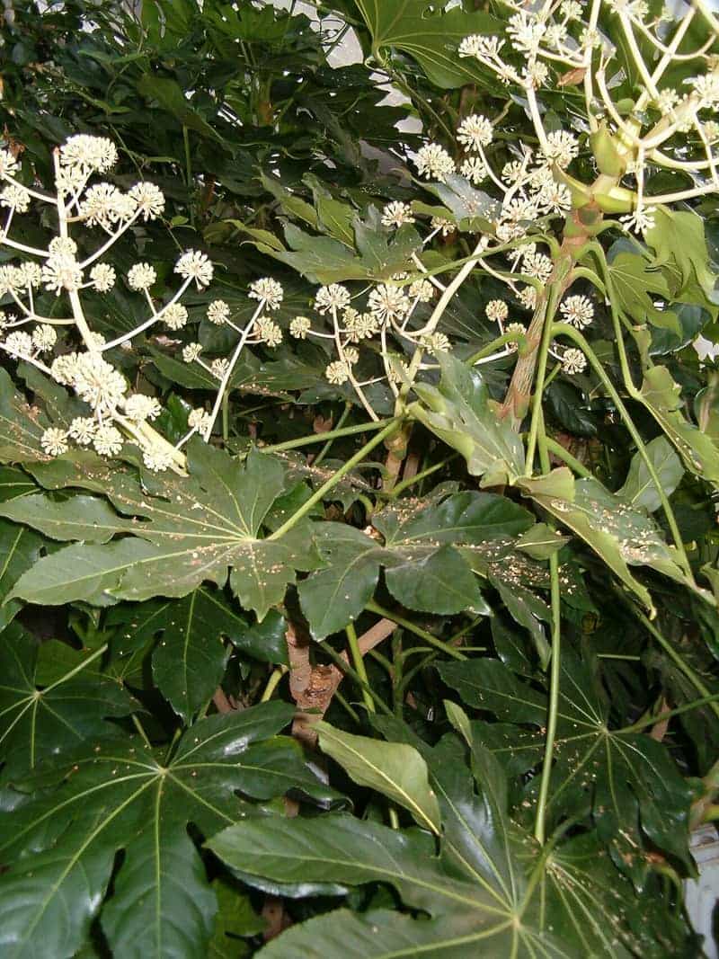 Fatsia japonica