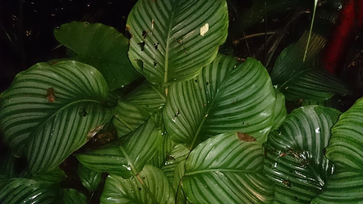 Prayer plant (Calathea orbifolia), agradecida con un ambiente húmedo