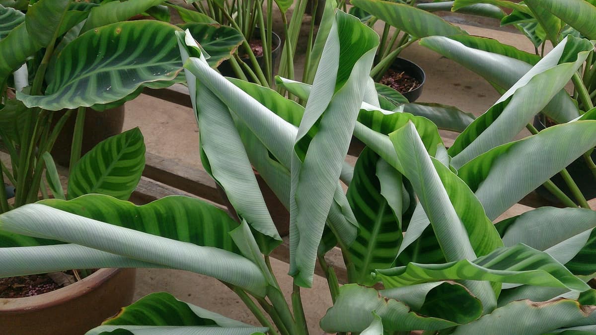 Calathea zebrina: bordes que se enrollan apuntan a aire seco