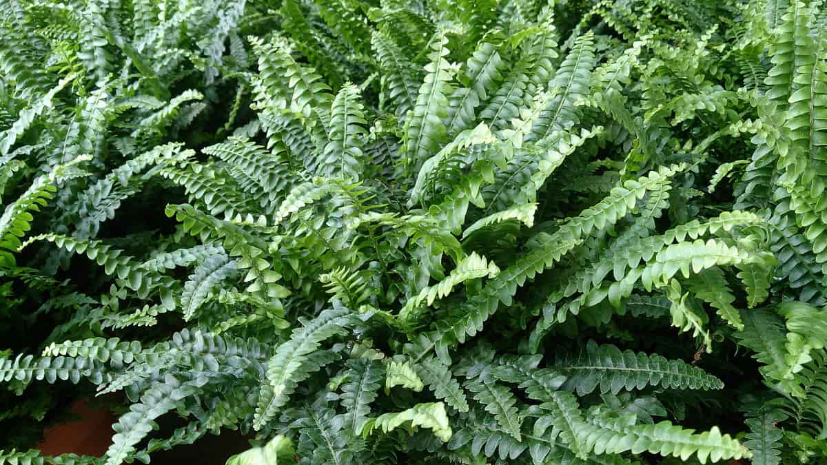 Helecho de Boston: de las plantas que más agradecen un entorno húmedo