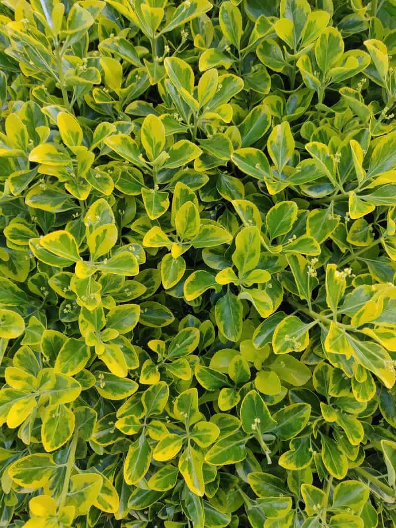 Por qué se amarillean o caen las hojas de tu planta