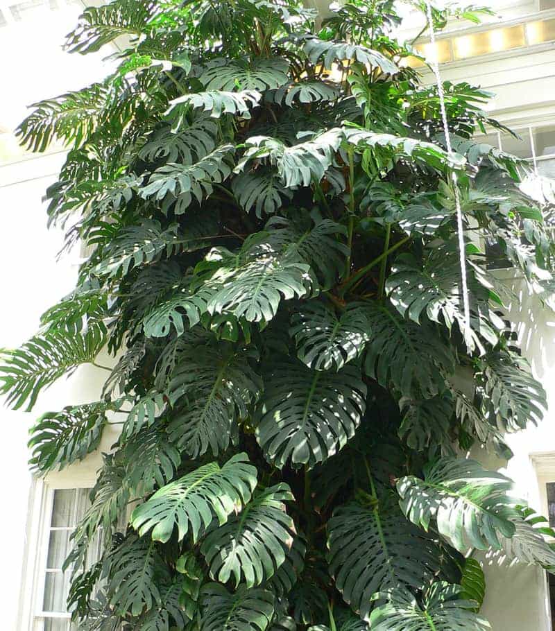 Plantas bonitas que aguantan el frío y el calor: lo que he aprendido viviendo en Olivella