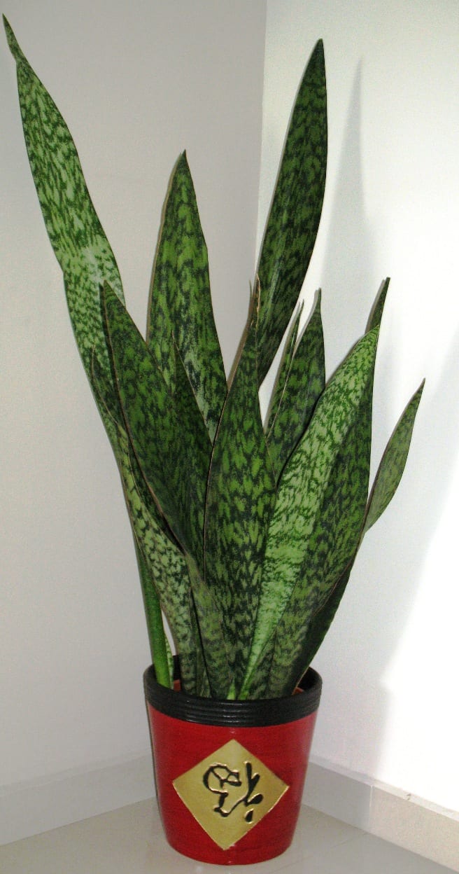 Sansevieria: se adapta a casi cualquier condición de luz