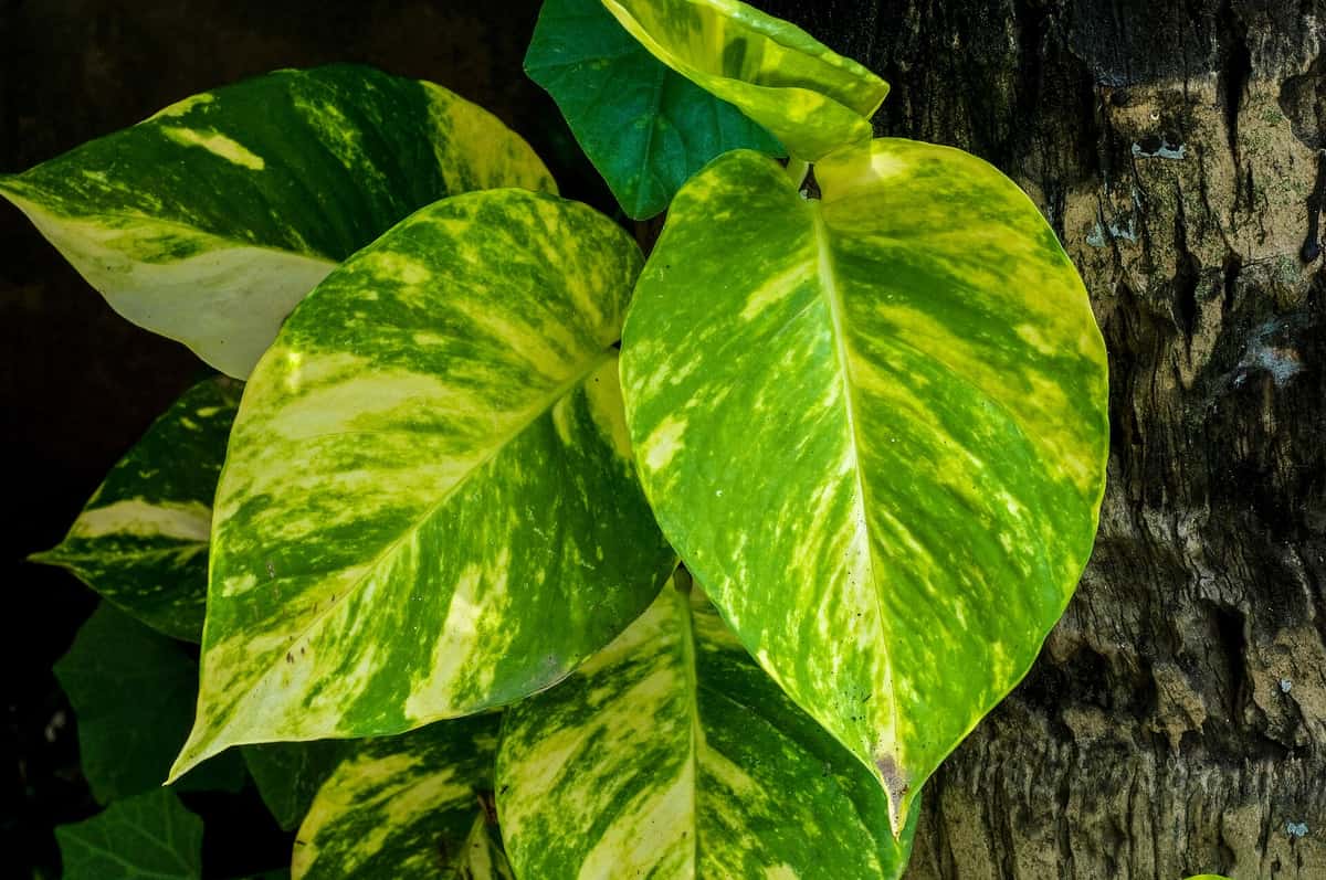 Pothos: con poca luz crece más lento, pero se mantiene sano