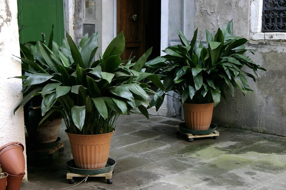 Aspidistra: la llaman