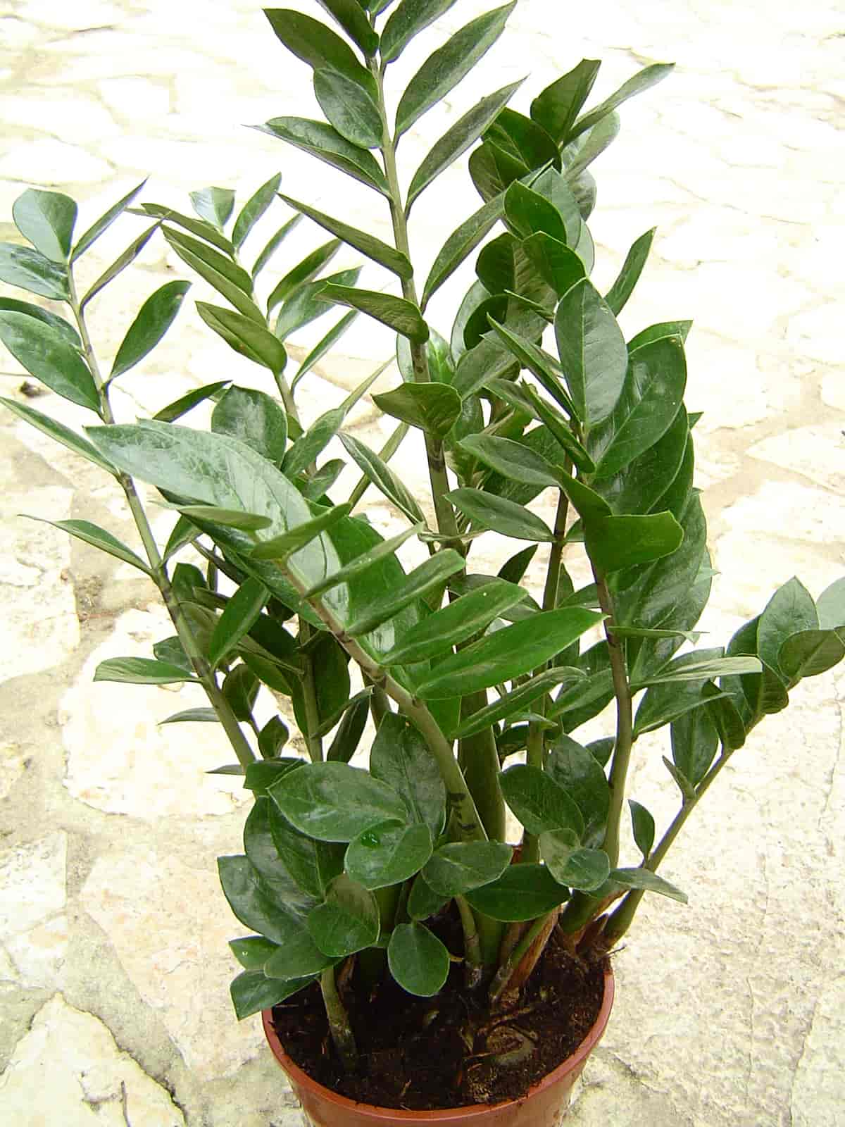 Plantas de interior que aguantan bien la poca luz