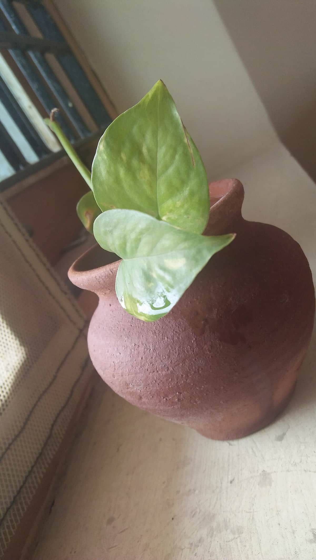 Una planta en la ventana: aporta calma y estética, no reemplaza un purificador