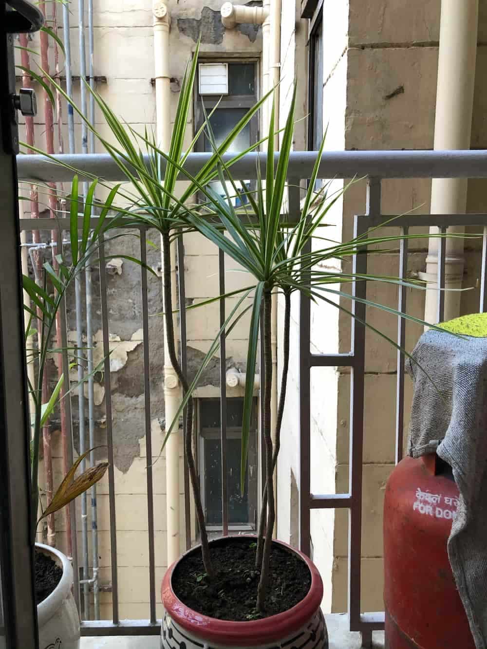Planta decorativa de interior en maceta