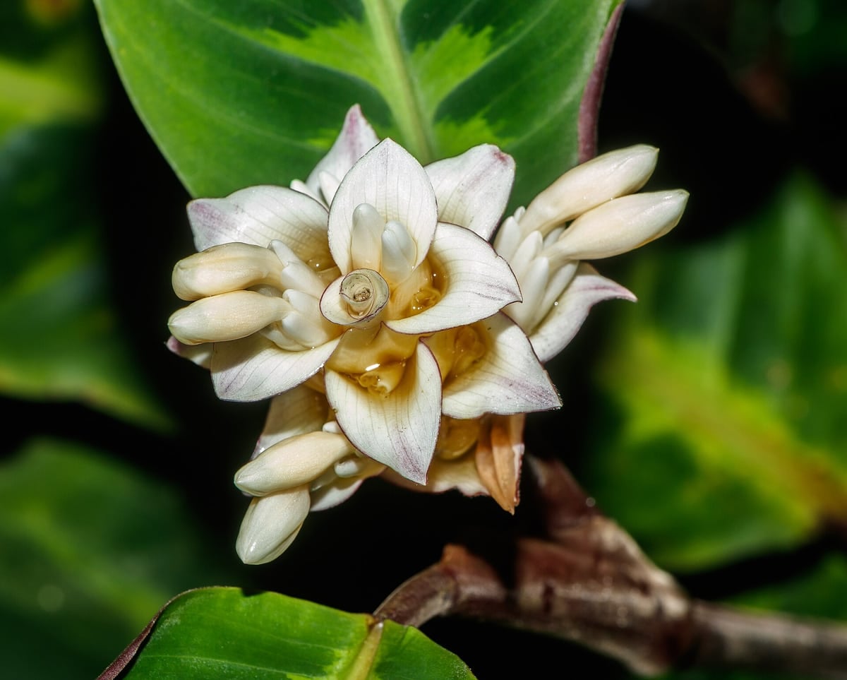 Calathea warscewiczii: bonita y completamente segura para gatos y perros