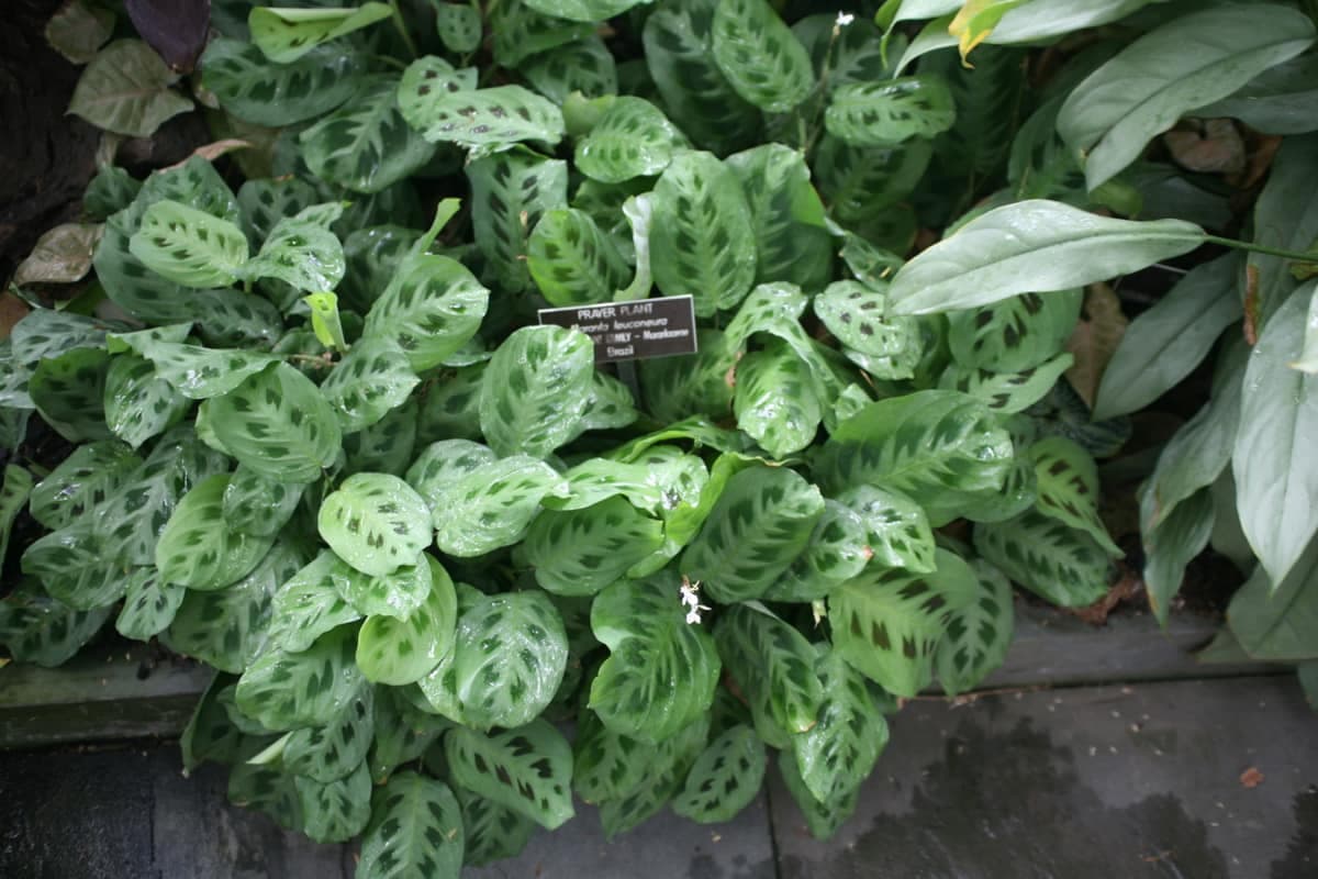 Maranta leuconeura: la