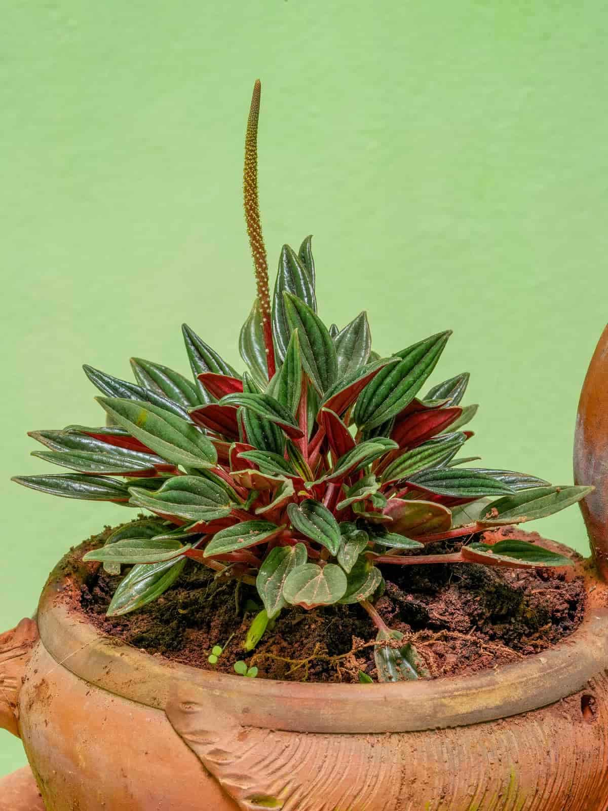 Peperomia caperata: compacta, segura y muy agradecida