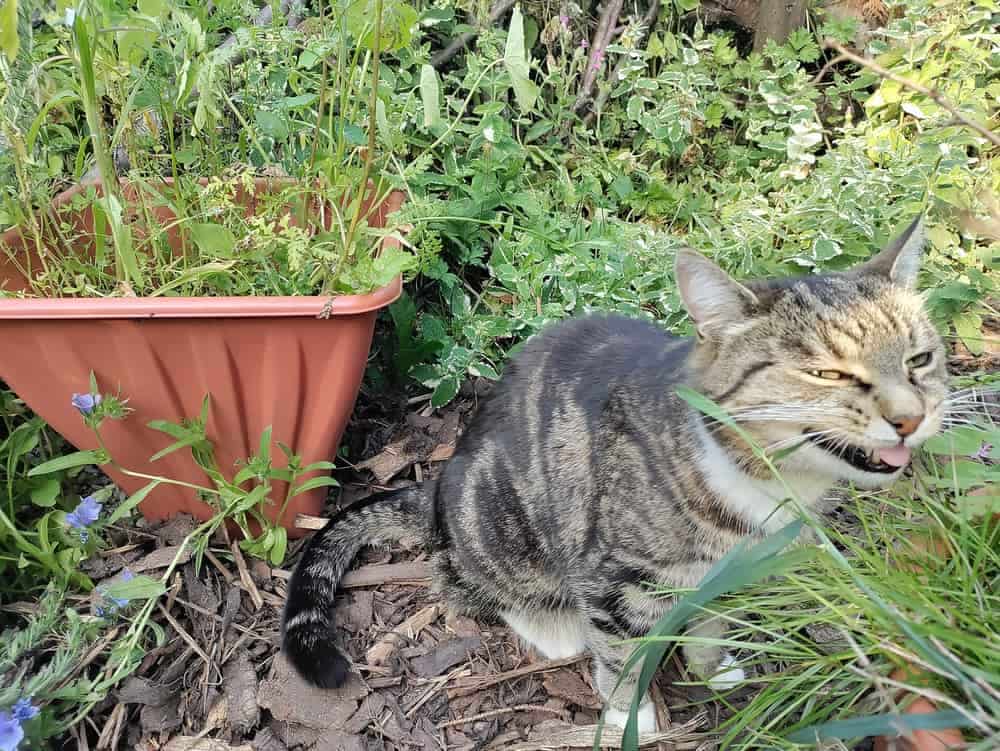 Plantas de interior seguras para gatos y perros