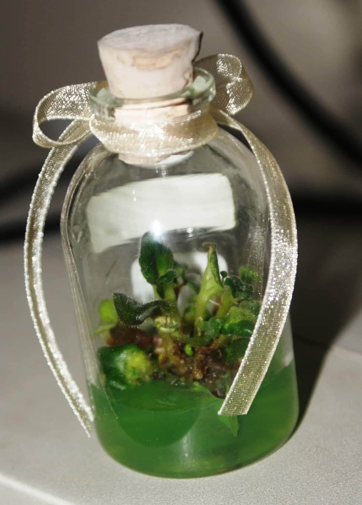 Violetas en cultivo de tejidos dentro de su frasco