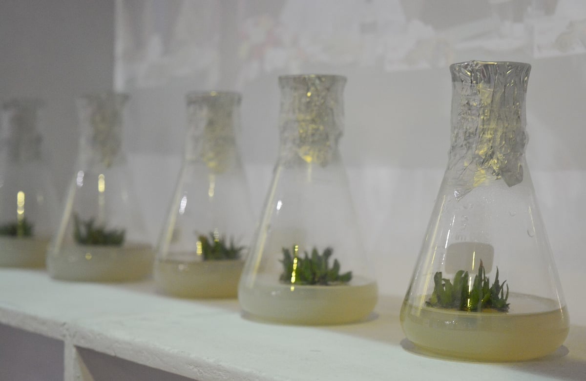 Muestra de cultivo de tejidos vegetales en laboratorio