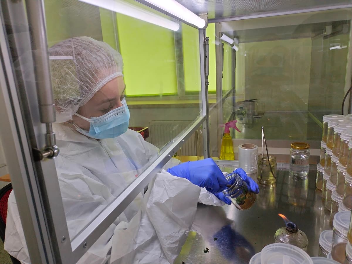 Proceso de micropropagación vegetal