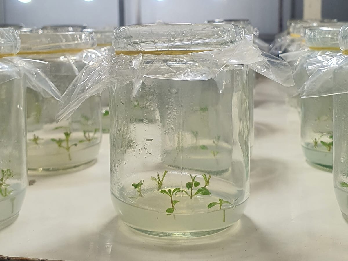 Tissue culture en plantas de interior: qué es y por qué está cambiando el mercado de las plantas raras